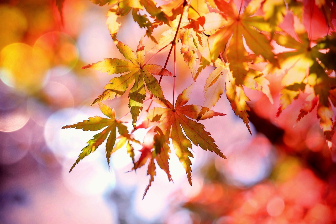 maple-2135514_1280